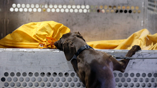 La TSA de Estados Unidos empezará a utilizar más perros con orejas caídas para no asustar a los niños